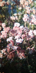 Eriogonum fasciculatum