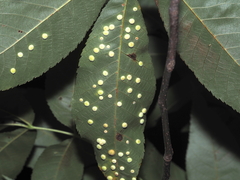 Caryomyia