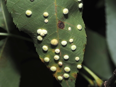 Caryomyia