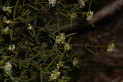 Monotaxis bracteata