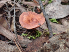 Lactarius eucalypti