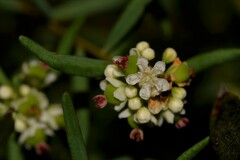 Monotaxis bracteata