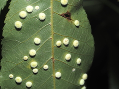 Caryomyia