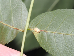 Caryomyia