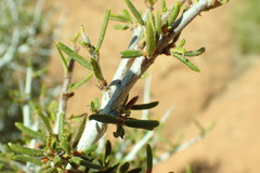 Cercocarpus intricatus