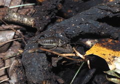 Velarifictorus micado