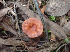 Lactarius eucalypti