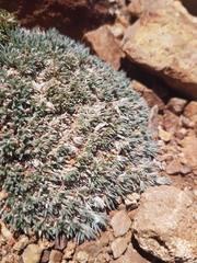 Phlox condensata