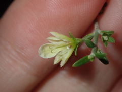 Teucrium teucriiflorum