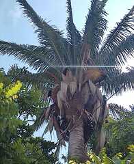 Cocoseae