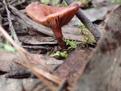 Lactarius eucalypti