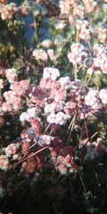 Eriogonum fasciculatum