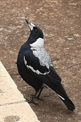 Gymnorhina tibicen