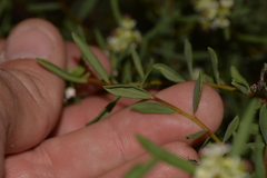 Monotaxis bracteata