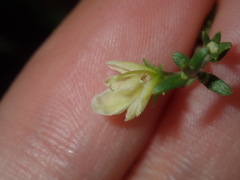 Teucrium teucriiflorum