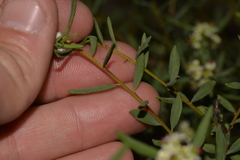 Monotaxis bracteata