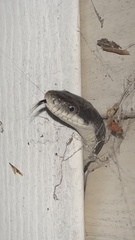 Pantherophis alleghaniensis