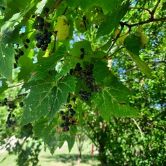 Vitis riparia