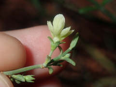 Teucrium teucriiflorum