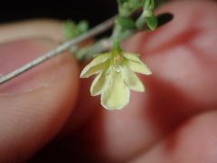 Teucrium teucriiflorum