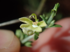 Teucrium teucriiflorum