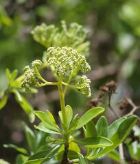 Heliotropium arboreum