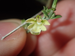 Teucrium teucriiflorum