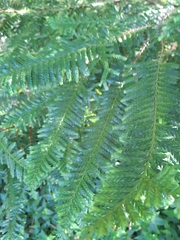 Libocedrus plumosa