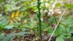 Spiranthes ovalis erostellata