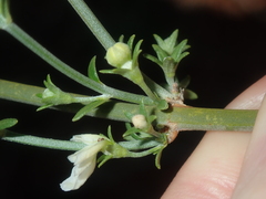 Teucrium teucriiflorum