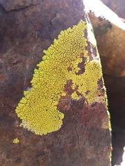 Acarosporaceae