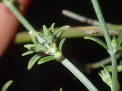 Teucrium teucriiflorum