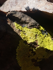 Acarosporaceae