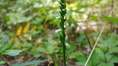 Spiranthes ovalis erostellata