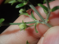 Teucrium teucriiflorum