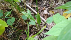 Spiranthes ovalis erostellata