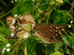 Junonia lemonias