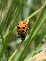 Hippodamia tredecimpunctata