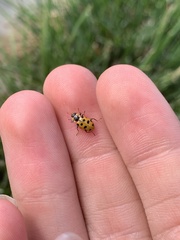 Hippodamia tredecimpunctata