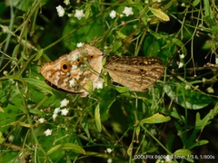 Junonia lemonias