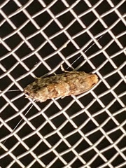 Eucopina tocullionana