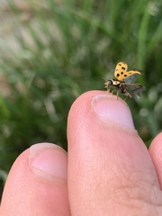 Hippodamia tredecimpunctata