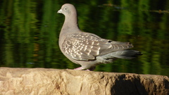 Patagioenas maculosa