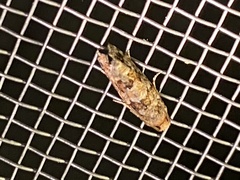 Eucopina tocullionana