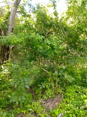 Rauvolfia tetraphylla