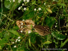 Junonia lemonias
