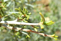 Cercocarpus intricatus
