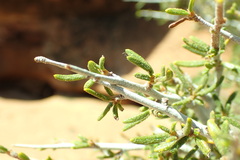 Cercocarpus intricatus