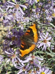 Aglais milberti