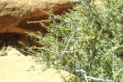 Cercocarpus intricatus